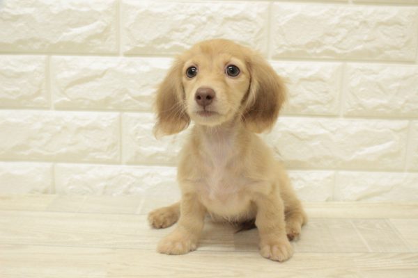 神奈川県のミニチュアダックスフンド(ロング) (ペットショッププチマリア 横浜港北センター南店/2026年4月11日生まれ/女の子/イエロー)の子犬の2枚目の画像