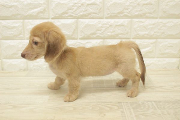 神奈川県のミニチュアダックスフンド(ロング) (ペットショッププチマリア 横浜港北センター南店/2026年4月11日生まれ/女の子/イエロー)の子犬の3枚目の画像