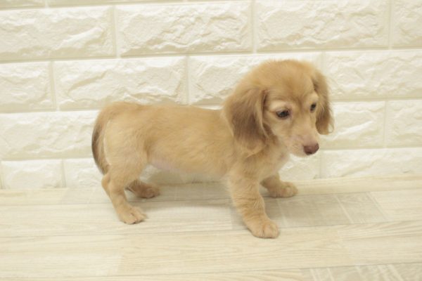 神奈川県のミニチュアダックスフンド(ロング) (ペットショッププチマリア 横浜港北センター南店/2026年4月11日生まれ/女の子/イエロー)の子犬の4枚目の画像