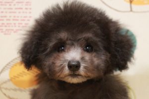 トイプードル