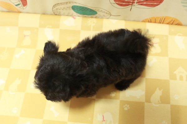 東京都のチワプー/プーチー(チワワ×プードル) (ペットショッププチマリア 町田多摩境店/2026年4月17日生まれ/男の子/ブラック)の子犬の4枚目の画像