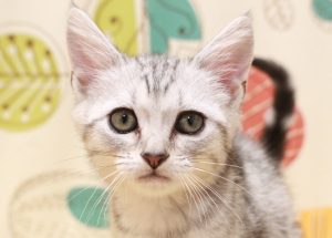 アメリカンショートヘア