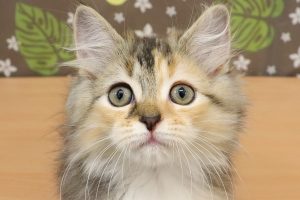 サイベリアン