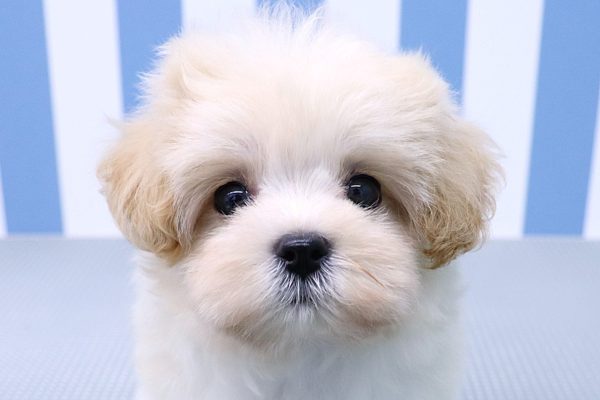 静岡県のマルプー(マルチーズ×プードル) (ペットショッププチマリア イオン袋井店/2026年4月24日生まれ/女の子/クリーム)の子犬の1枚目の画像