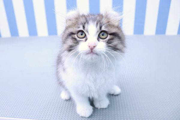 静岡県のアメリカンカール (ペットショッププチマリア イオン袋井店/2026年5月3日生まれ/男の子/ブラックタビーホワイト)の子猫の2枚目の画像