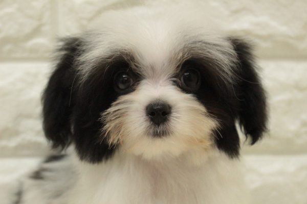 神奈川県のミックス（ハーフ犬） (ペットショッププチマリア 横浜港北センター南店/2026年4月18日生まれ/男の子/ホワイトブラック)の子犬の1枚目の画像