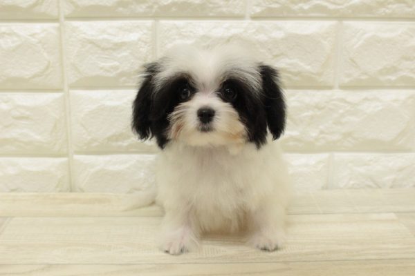 神奈川県のミックス（ハーフ犬） (ペットショッププチマリア 横浜港北センター南店/2026年4月18日生まれ/男の子/ホワイトブラック)の子犬の2枚目の画像
