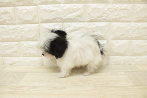 神奈川県のミックス（ハーフ犬） (ペットショッププチマリア 横浜港北センター南店/2026年4月18日生まれ/男の子/ホワイトブラック)の子犬の3枚目の画像