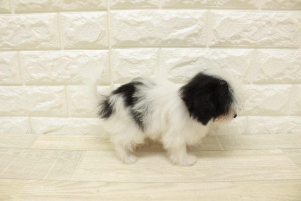 神奈川県のミックス（ハーフ犬） (ペットショッププチマリア 横浜港北センター南店/2026年4月18日生まれ/男の子/ホワイトブラック)の子犬の4枚目の画像