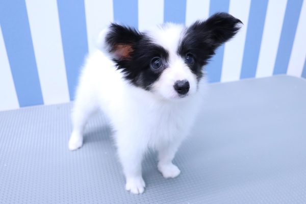 静岡県のパピヨン (ペットショッププチマリア イオン袋井店/2026年5月5日生まれ/女の子/トライカラー)の子犬の4枚目の画像