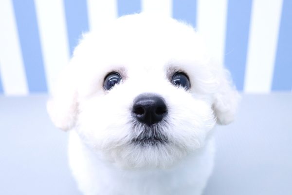 ビションフリーゼ