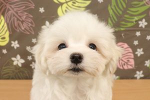 マルチーズ