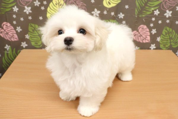 神奈川県のマルチーズ (ペットショッププチマリア 相模原店/2026年5月2日生まれ/女の子/ホワイト)の子犬の3枚目の画像