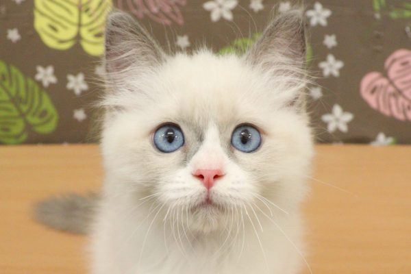 神奈川県のラグドール (ペットショッププチマリア 相模原店/2026年4月30日生まれ/女の子/ブルーポイントバイカラー)の子猫の1枚目の画像