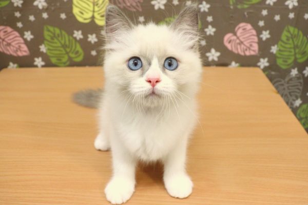 神奈川県のラグドール (ペットショッププチマリア 相模原店/2026年4月30日生まれ/女の子/ブルーポイントバイカラー)の子猫の2枚目の画像
