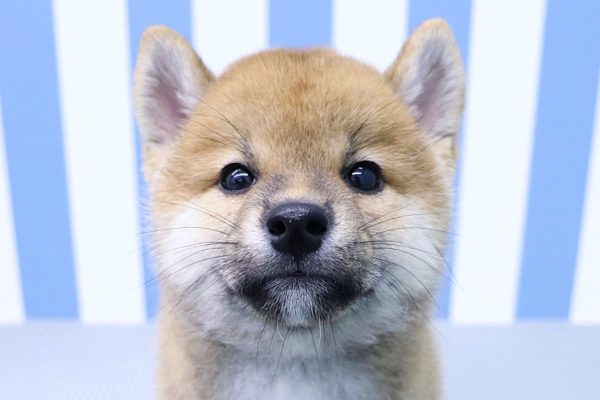 静岡県の柴犬(標準サイズ) (ペットショッププチマリア イオン袋井店/2026年5月10日生まれ/男の子/赤)の子犬の1枚目の画像