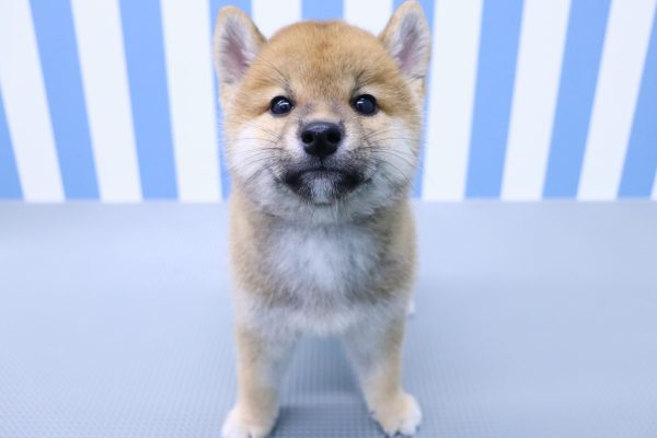 静岡県の柴犬(標準サイズ) (ペットショッププチマリア イオン袋井店/2026年5月10日生まれ/男の子/赤)の子犬の2枚目の画像