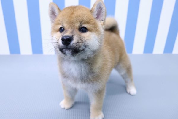 静岡県の柴犬(標準サイズ) (ペットショッププチマリア イオン袋井店/2026年5月10日生まれ/男の子/赤)の子犬の3枚目の画像