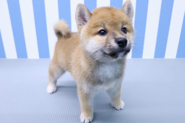 静岡県の柴犬(標準サイズ) (ペットショッププチマリア イオン袋井店/2026年5月10日生まれ/男の子/赤)の子犬の4枚目の画像