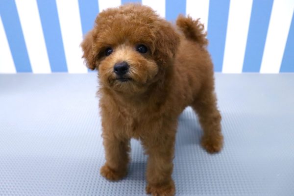 静岡県のトイプードル(トイ) (ペットショッププチマリア イオン袋井店/2026年5月10日生まれ/女の子/レッドフォーン)の子犬の3枚目の画像