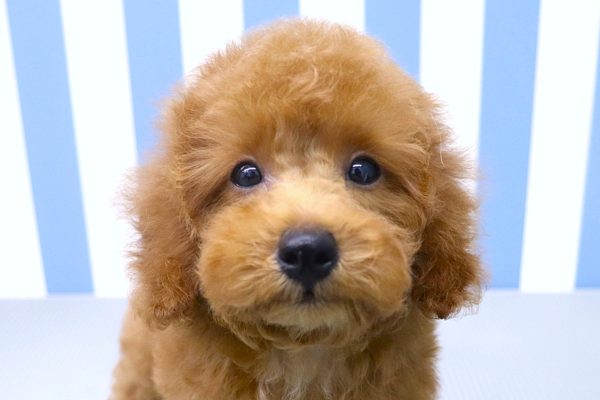 静岡県のトイプードル(トイ) (ペットショッププチマリア イオン袋井店/2026年5月10日生まれ/男の子/レッドフォーン)の子犬の1枚目の画像