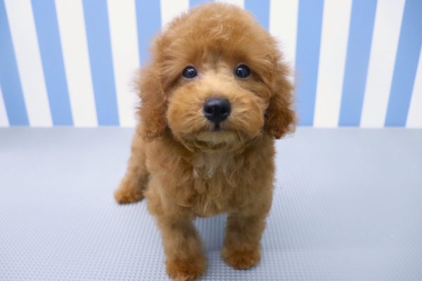 静岡県のトイプードル(トイ) (ペットショッププチマリア イオン袋井店/2026年5月10日生まれ/男の子/レッドフォーン)の子犬の2枚目の画像