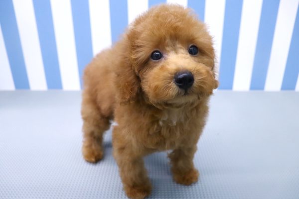 静岡県のトイプードル(トイ) (ペットショッププチマリア イオン袋井店/2026年5月10日生まれ/男の子/レッドフォーン)の子犬の4枚目の画像