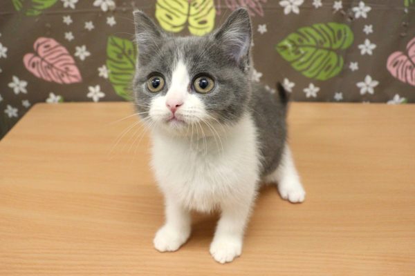 神奈川県のブリティッシュショートヘアー (ペットショッププチマリア 相模原店/2026年5月12日生まれ/女の子/ブルーホワイト)の子猫の3枚目の画像