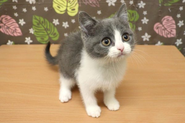 神奈川県のブリティッシュショートヘアー (ペットショッププチマリア 相模原店/2026年5月12日生まれ/女の子/ブルーホワイト)の子猫の4枚目の画像