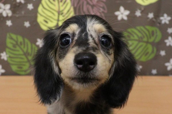 ミニチュアダックスフンド