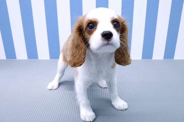 静岡県のキャバリアキングチャールズスパニエル (ペットショッププチマリア イオン袋井店/2026年5月16日生まれ/男の子/ブレンハイム)の子犬の4枚目の画像