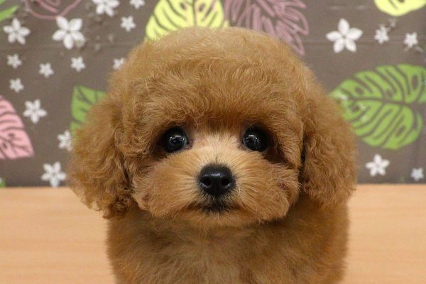 神奈川県のトイプードル(タイニー) (ペットショッププチマリア 相模原店/2026年5月15日生まれ/女の子/レッド)の子犬の1枚目の画像
