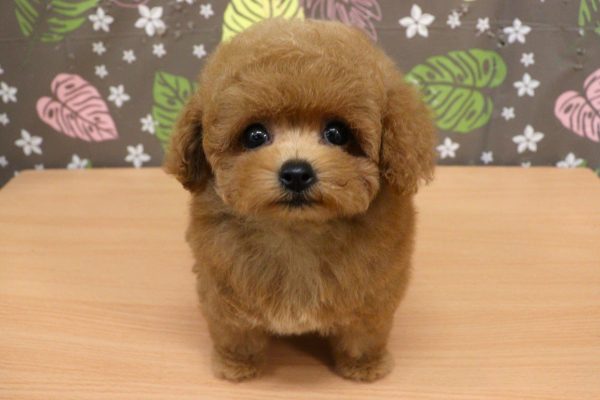 神奈川県のトイプードル(タイニー) (ペットショッププチマリア 相模原店/2026年5月15日生まれ/女の子/レッド)の子犬の2枚目の画像