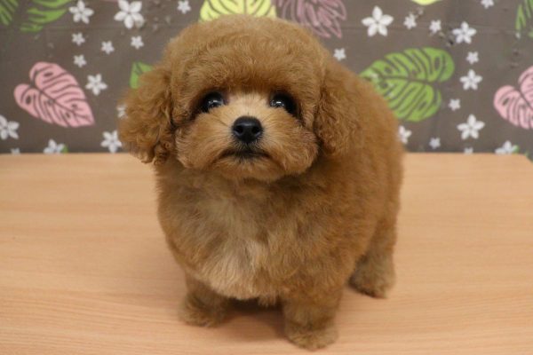 神奈川県のトイプードル(タイニー) (ペットショッププチマリア 相模原店/2026年5月15日生まれ/女の子/レッド)の子犬の3枚目の画像
