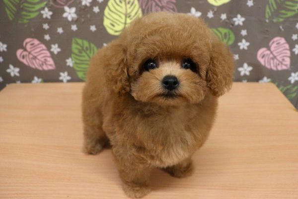 神奈川県のトイプードル(タイニー) (ペットショッププチマリア 相模原店/2026年5月15日生まれ/女の子/レッド)の子犬の4枚目の画像
