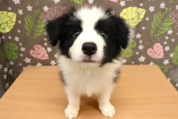 神奈川県のボーダーコリー (ペットショッププチマリア 相模原店/2026年5月27日生まれ/女の子/ブラックホワイト)の子犬の2枚目の画像