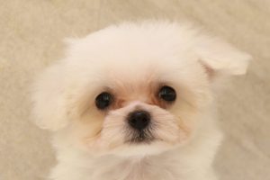 ミックス（ハーフ犬）