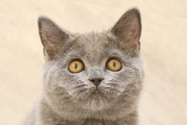 岐阜県のブリティッシュショートヘアー (ペットショッププチマリア 大垣イオンモール店/2026年4月9日生まれ/女の子/ブルー)の子猫の1枚目の画像