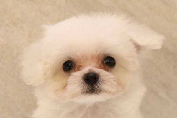 ミックス（ハーフ犬）