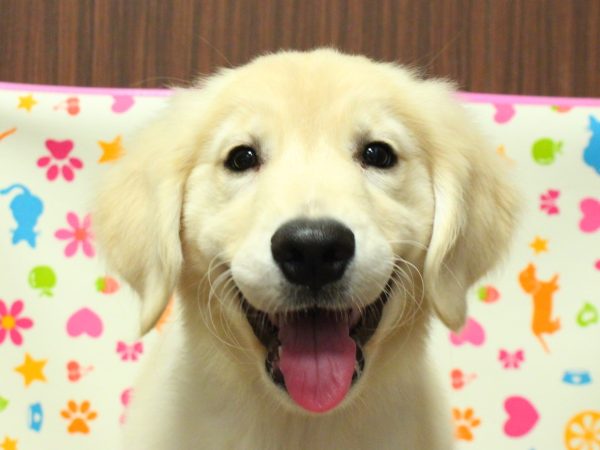 ゴールデンレトリーバー