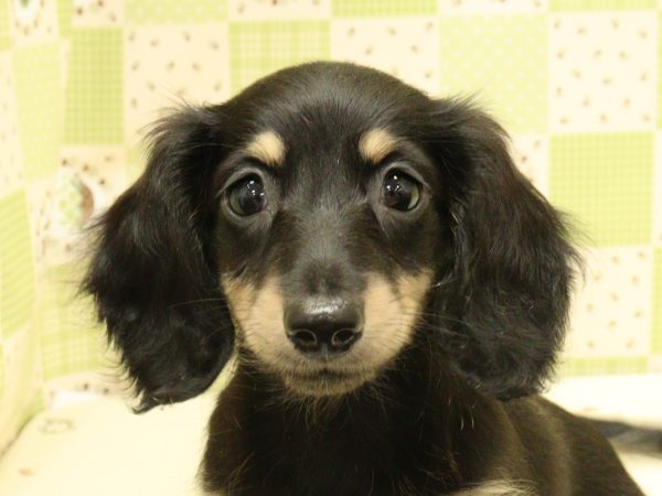 ミニチュアダックスフンド