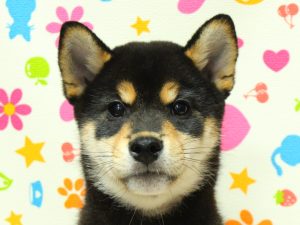 柴犬