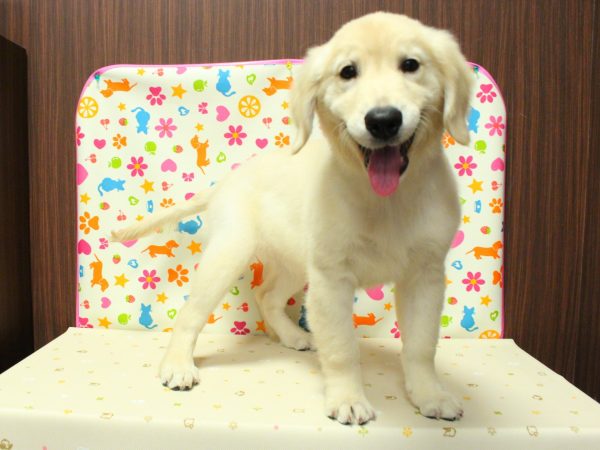神奈川県のゴールデンレトリバー (ペットショッププチマリア 横浜永田台店/2026年3月21日生まれ/女の子/ゴールデンカラー)の子犬の4枚目の画像