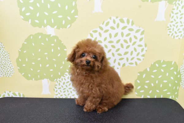 愛知県のトイプードル(トイ) (ペットショッププチマリア ルビットパーク岡崎店/2026年4月1日生まれ/男の子/レッドフォーン)の子犬の4枚目の画像