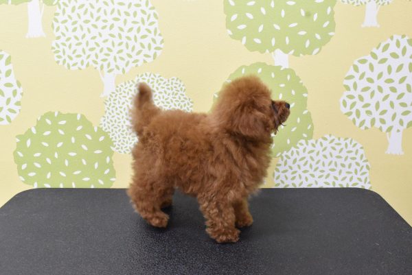 愛知県のトイプードル(トイ) (ペットショッププチマリア ルビットパーク岡崎店/2026年4月1日生まれ/男の子/レッドフォーン)の子犬の2枚目の画像