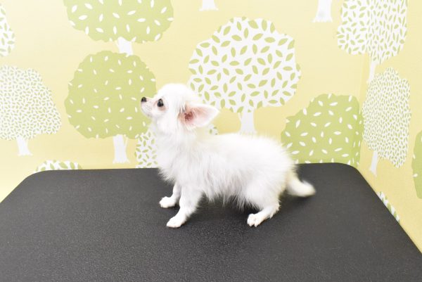 愛知県のチワワ(ロング) (ペットショッププチマリア ルビットパーク岡崎店/2026年3月4日生まれ/男の子/クリーム)の子犬の3枚目の画像