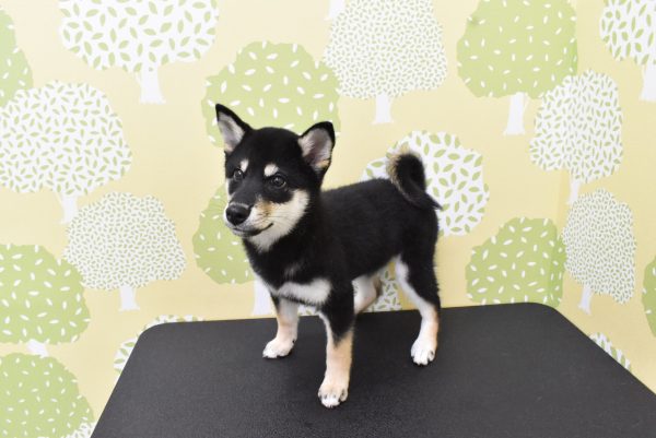 愛知県の柴犬(標準サイズ) (ペットショッププチマリア ルビットパーク岡崎店/2026年3月30日生まれ/女の子/黒)の子犬の3枚目の画像