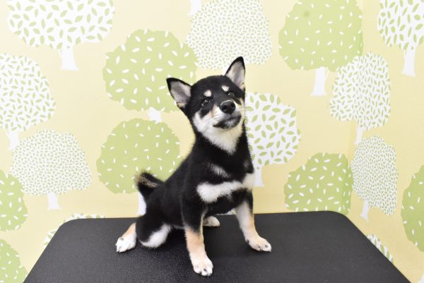 愛知県の柴犬(標準サイズ) (ペットショッププチマリア ルビットパーク岡崎店/2026年3月30日生まれ/女の子/黒)の子犬の4枚目の画像