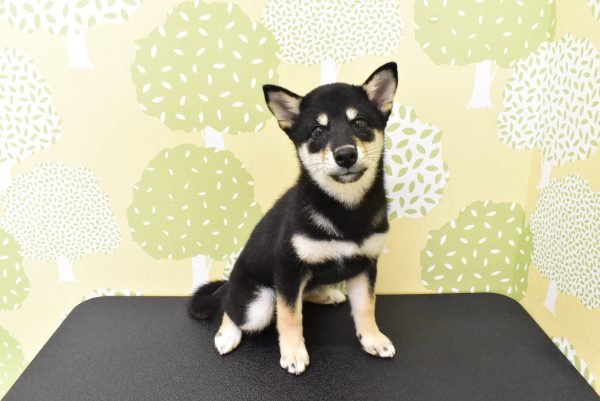 愛知県の柴犬(標準サイズ) (ペットショッププチマリア ルビットパーク岡崎店/2026年3月30日生まれ/女の子/黒)の子犬の2枚目の画像
