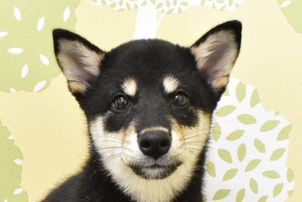 愛知県の柴犬(標準サイズ) (ペットショッププチマリア ルビットパーク岡崎店/2026年3月30日生まれ/女の子/黒)の子犬の1枚目の画像